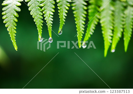 Macro photography of fresh fern leaves with tiny water droplets 123387513