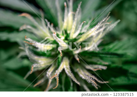 Macro shot of hairy trichomes on a flowering cannabis 123387515