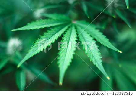 Macro view of lush green marijuana leaves 123387516