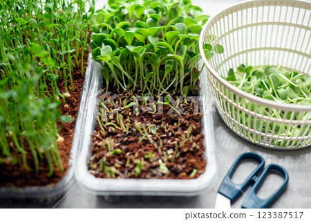 Microgreens of milk thistle growing indoors 123387517