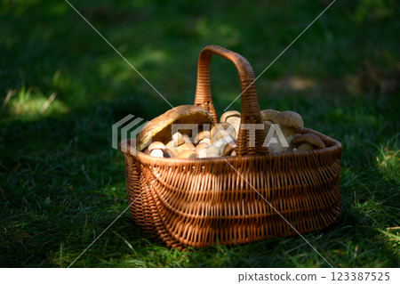 Rustic basket of boletus mushrooms on a forest meadow 123387525
