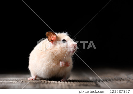 Sitting beige Syrian hamster on old wooden table 123387537