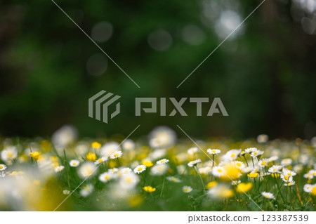 Spring forest filled with delicate white and yellow flowers 123387539