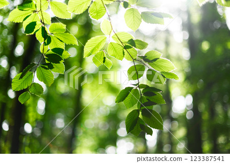 Sunbeams shine through young beech leaves in spring forest 123387541