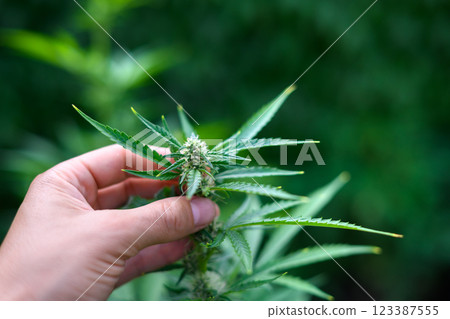 Vibrant green marijuana leaves in man hand 123387555