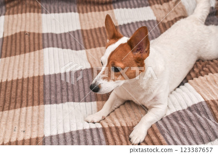 A beautiful Jack Russell dog is lying on the couch at home A beautiful Jack Russell dog is lying on the couch at home 123387657