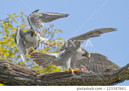 A male peregrine falcon leaves the female after mating 123387661