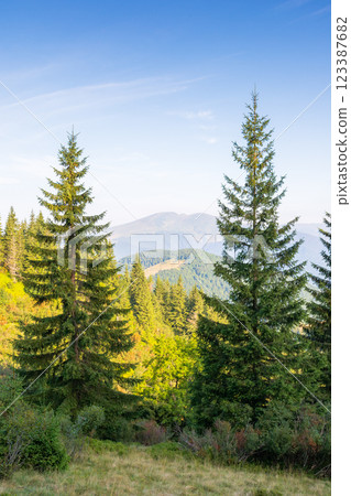 mountain summer landscape. beautiful view. fir trees near the grassy meadow with forest on hillside under blue sky with clouds. natural environment in morning light. explore wilderness place 123387682