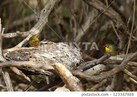 紅嘴相思鳥 123387988
