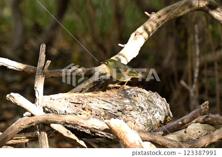 紅嘴相思鳥 紅嘴相思鳥 123387991