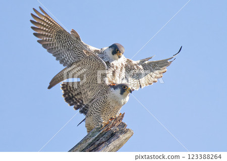 一隻雌性遊隼試圖擊退一隻想要與她的翅膀交配的雄性遊隼 一隻雌性遊隼試圖擊退一隻想要與她的翅膀交配的雄性遊隼 123388264