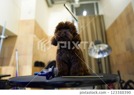 Brown dog standing on grooming table in a pet salon setting Brown dog standing on grooming table in a pet salon setting 123388390