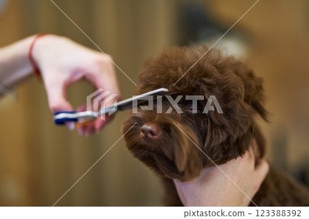 Dog grooming session in a cozy salon environment Dog grooming session in a cozy salon environment 123388392