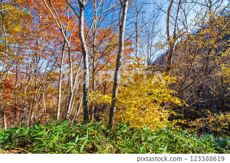 紅葉季節的岐阜縣清見町“大倉瀑布散步道” 紅葉季節的岐阜縣清見町“大倉瀑布散步道” 123388619