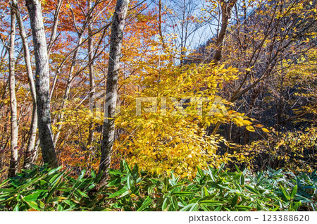 紅葉季節的岐阜縣清見町“大倉瀑布散步道” 紅葉季節的岐阜縣清見町“大倉瀑布散步道” 123388620