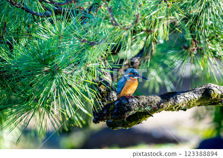 Kingfisher perching on a branch 123388894