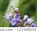 Larvae of the Japanese bush-cricket 123389039