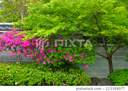 Azaleas surrounded by fresh greenery 123389077