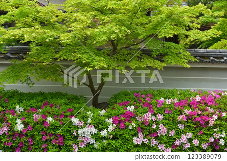 Azaleas surrounded by fresh greenery 123389079