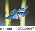 A butterfly dragonfly with beautiful blue wings 123389097