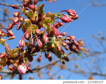 Kawazu cherry blossoms with buds that have swelled and turned pink Kawazu cherry blossoms with buds that have swelled and turned pink 123389147
