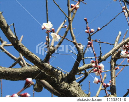 The white flowers of the plum tree in my garden are beautiful. The white flowers of the plum tree in my garden are beautiful. 123389148