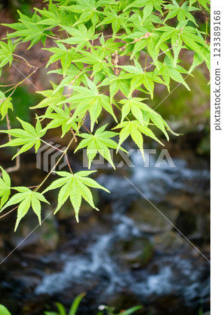 山澗溪流與楓葉新綠(三重縣名張市赤目町) 山澗溪流與楓葉新綠(三重縣名張市赤目町) 123389168