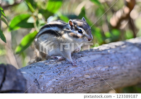 A cute chipmunk relaxing in the shade of a tree 123389187
