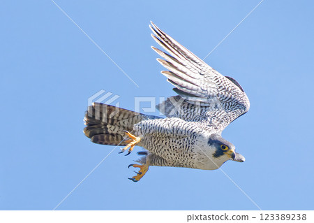 Peregrine Falcon trying to pick up speed 123389238