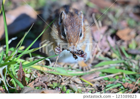 A chipmunk eating a dried earthworm - a photo that shows it is omnivorous 123389823