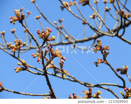 The Kawazu cherry blossoms in front of the station still have firm buds. 123389993