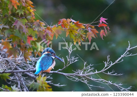 A cute and beautiful kingfisher that came out of nowhere and stopped in front of me 123390044
