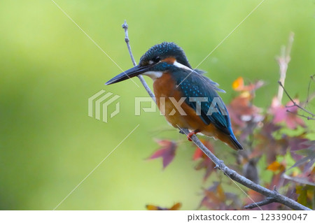 A cute and beautiful kingfisher that came out of nowhere and stopped in front of me 123390047