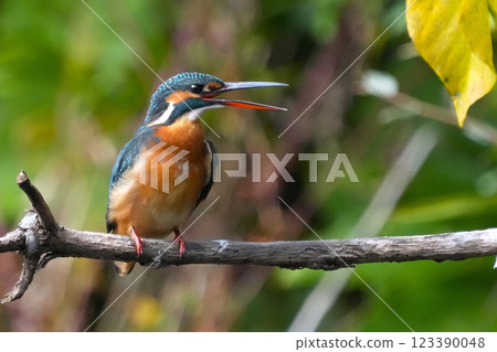 A cute and beautiful kingfisher that came out of nowhere and stopped in front of me 123390048
