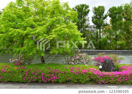 初夏的花園，杜鵑花盛開 123390105