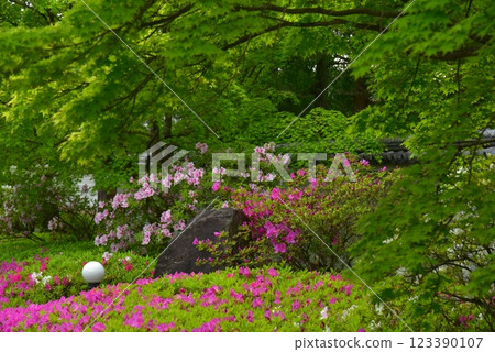 滿是盛開的杜鵑花的花園 123390107