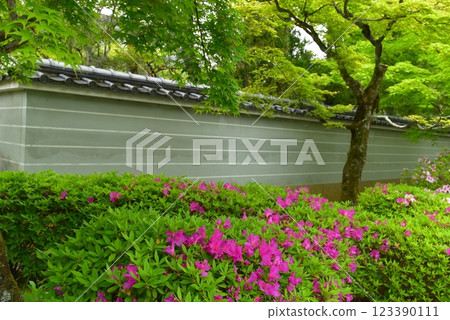 Azaleas blooming in the early summer garden 123390111