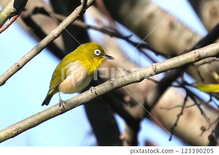 白眼 白眼 123390205