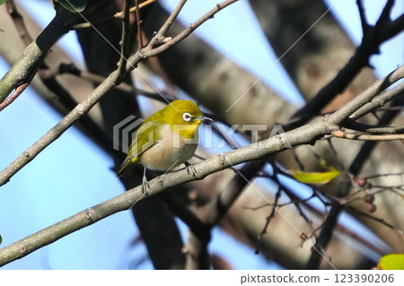 White-eye 123390206