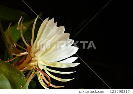 A night-blooming beauty floating in the dark A night-blooming beauty floating in the dark 123390215
