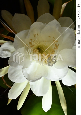 A night-blooming beauty floating in the dark A night-blooming beauty floating in the dark 123390216