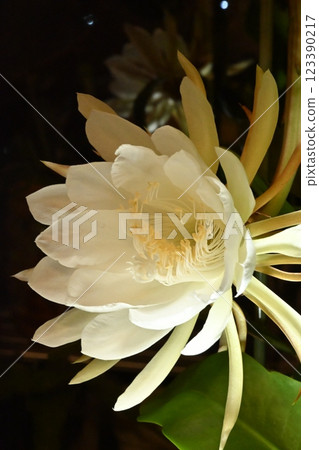 A night-blooming beauty floating in the dark A night-blooming beauty floating in the dark 123390217