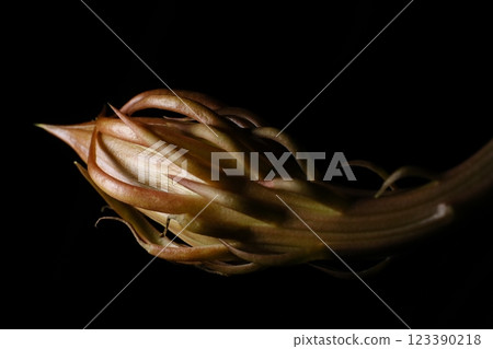 A night-blooming beauty floating in the dark A night-blooming beauty floating in the dark 123390218