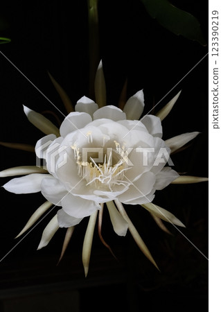 A night-blooming beauty floating in the dark A night-blooming beauty floating in the dark 123390219