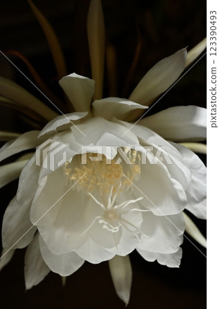 A night-blooming beauty floating in the dark A night-blooming beauty floating in the dark 123390493