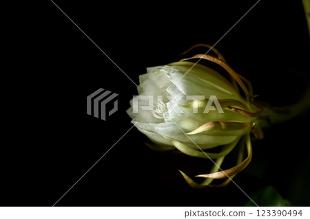 A night-blooming beauty floating in the dark 123390494