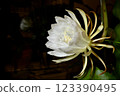 A night-blooming beauty floating in the dark 123390495