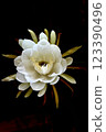 A night-blooming beauty floating in the dark 123390496