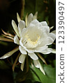 A night-blooming beauty floating in the dark 123390497