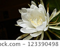 A night-blooming beauty floating in the dark 123390498
